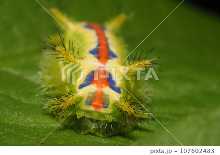 クロシタアオイラガの幼虫 107602483