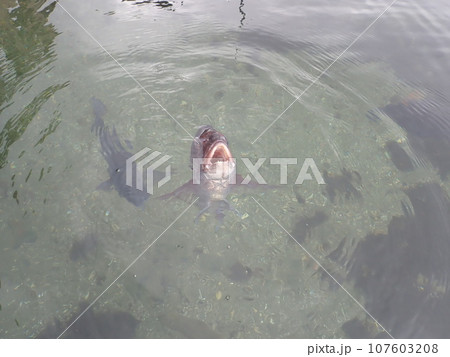 二十四の瞳映画村 小豆島 コブダイ 二十四の瞳映画村 小豆島 コブダイ 107603208