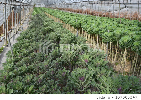 ビニールハウスで栽培中の野菜 ビニールハウスで栽培中の野菜 107603347