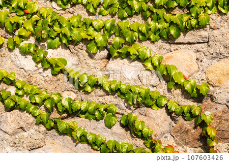 Boston ivy or Parthenocissus tricuspidata plant on the wall. Japanese creeper or Japanese ivy climbing plant 107603426