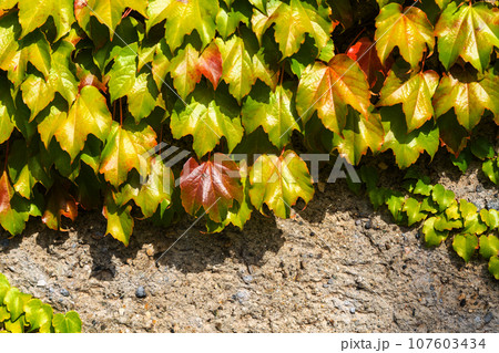 Boston ivy or Parthenocissus tricuspidata plant on the wall. Japanese creeper or Japanese ivy climbing plant 107603434