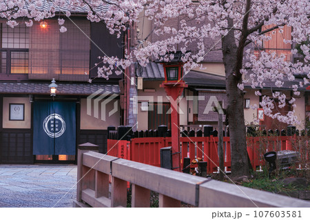 古都の春の京都市東山祇園白川の桜を撮影 古都の春の京都市東山祇園白川の桜を撮影 107603581