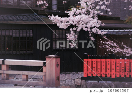 古都の春の京都市東山祇園白川の桜を撮影 107603597