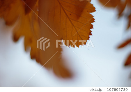 autumn leaves on a whitethorn tree in the forest, note shallow depth of field autumn leaves on a whitethorn tree in the forest, note shallow depth of field 107603780