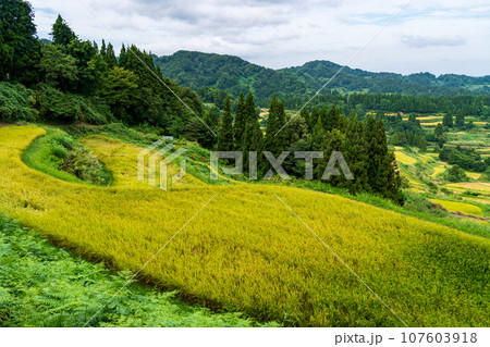 （新潟県）稲穂実る、秋の星峠・棚田　夕景 107603918
