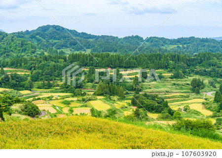 （新潟県）稲穂実る、秋の星峠・棚田　夕景 107603920