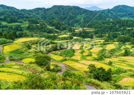 （新潟県）稲穂実る、秋の星峠・棚田　夕景 107603921
