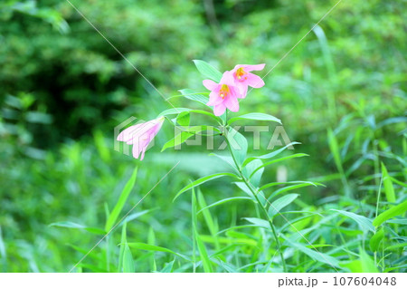 ヒメサユリの花 ヒメサユリの花 107604048