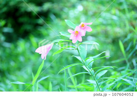 ヒメサユリの花 107604052