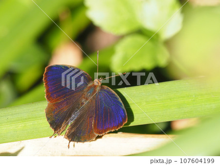 ムラサキツバメ（オス） 107604199