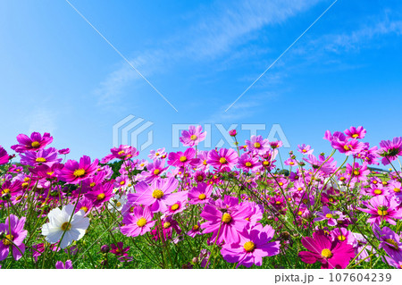 【兵庫県】10月・青空の休日に家族であわじ花さじきのコスモス畑を観光してきました 107604239