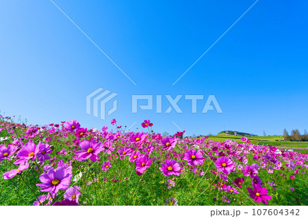【兵庫県】10月・青空の休日に家族であわじ花さじきのコスモス畑を観光して来ました 107604342