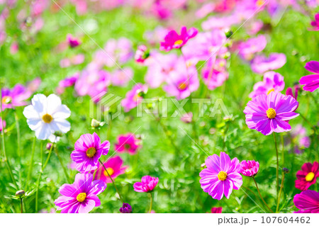 【兵庫県】10月・青空の休日に家族であわじ花さじきのコスモス畑を観光して来ました 107604462