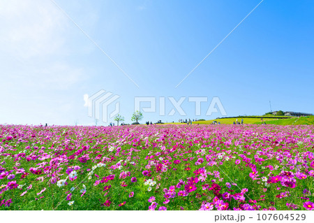【兵庫県】10月・青空の休日に家族であわじ花さじきのコスモス畑を観光して来ました 【兵庫県】10月・青空の休日に家族であわじ花さじきのコスモス畑を観光して来ました 107604529