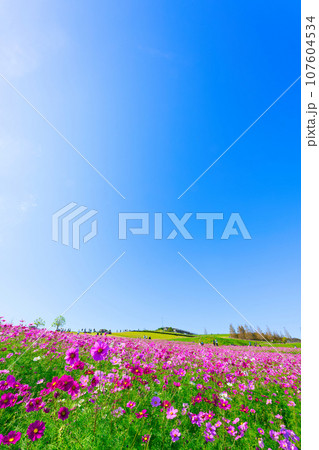 【兵庫県】10月・青空の休日に家族であわじ花さじきのコスモス畑を観光して来ました 107604534