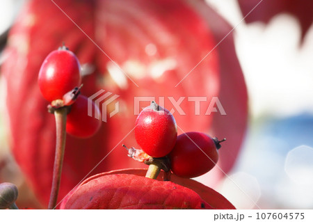 ハナミズキの実と紅葉 107604575