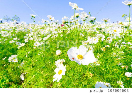 【兵庫県】10月・青空の休日に家族であわじ花さじきのコスモス畑を観光して来ました 【兵庫県】10月・青空の休日に家族であわじ花さじきのコスモス畑を観光して来ました 107604608