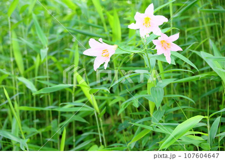 ヒメサユリの花 ヒメサユリの花 107604647
