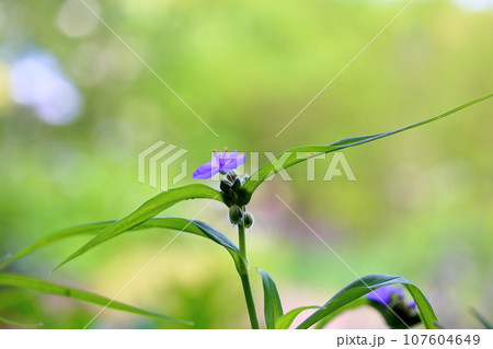 ムラサキツユクサの花 ムラサキツユクサの花 107604649