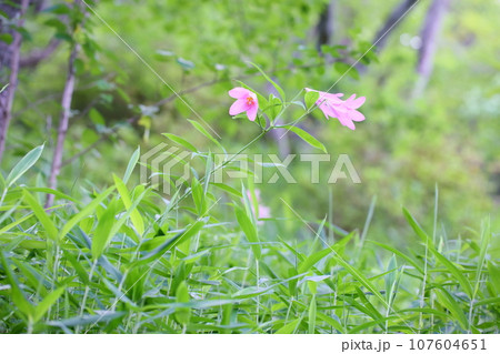 ヒメサユリの花 ヒメサユリの花 107604651