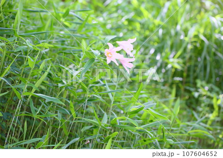 ヒメサユリの花 107604652
