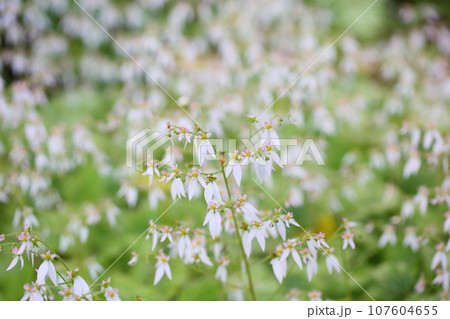 ユキノシタの花 107604655