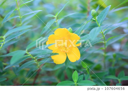 キンシバイの花 キンシバイの花 107604656