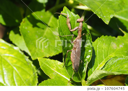 ハラビロカマキリ(褐色型) ハラビロカマキリ(褐色型) 107604745