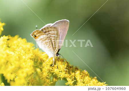 ウラナミシジミ 107604960