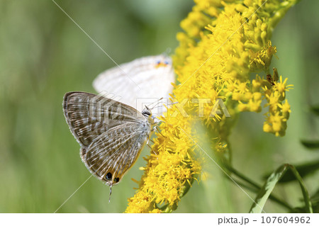 ウラナミシジミ 107604962