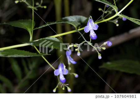 カリガネソウ 107604981