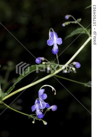 カリガネソウ カリガネソウ 107604983