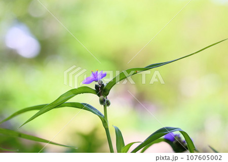 ムラサキツユクサの花 107605002