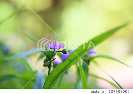 ムラサキツユクサの花 ムラサキツユクサの花 107605003