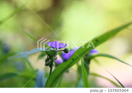 ムラサキツユクサの花 ムラサキツユクサの花 107605004
