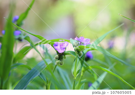 ムラサキツユクサの花 107605005