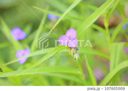 ムラサキツユクサの花 107605009