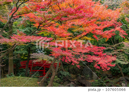 真っ赤な紅葉と赤い橋 107605066