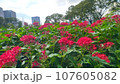 夏の花 107605082