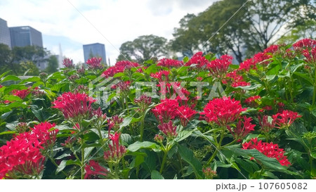 夏の花 107605082
