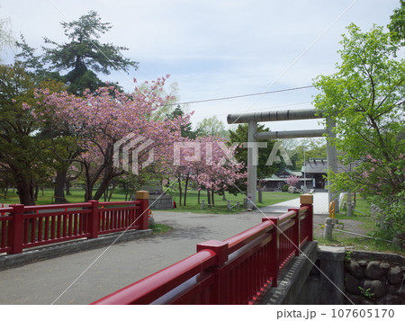 春の札幌護国神社の風景_札幌市 107605170