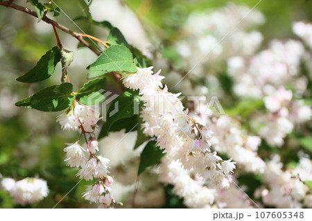 サラサウツギの花 107605348