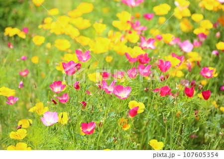 ハナビシソウの花 107605354