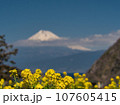 菜の花と富士山 107605415