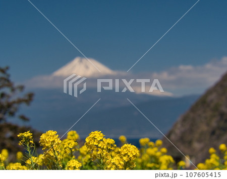 菜の花と富士山 107605415