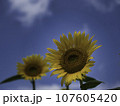 太陽のような向日葵 107605420