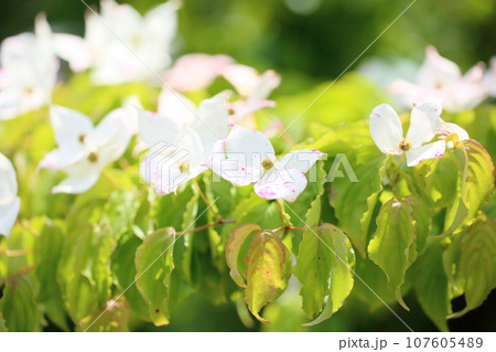 ヤマボウシの花 107605489