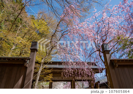 山形県山形市 山寺と通称される立石寺の抜芳門と春のしだれ桜 山形県山形市 山寺と通称される立石寺の抜芳門と春のしだれ桜 107605864