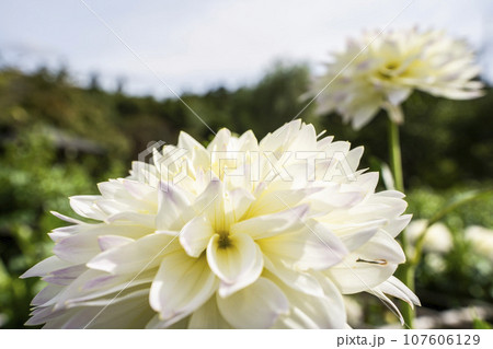 秋の風景　鮮やかに咲いたダリヤ　川西ダリヤ園　山形県川西町 107606129