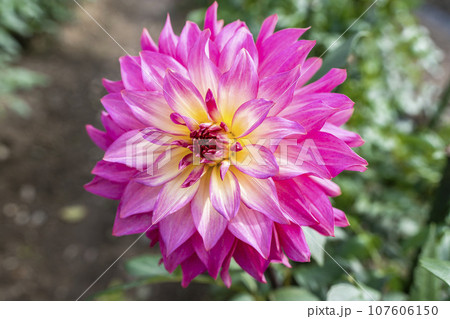 秋の風景　鮮やかに咲いたダリヤ　川西ダリヤ園　山形県川西町 107606150